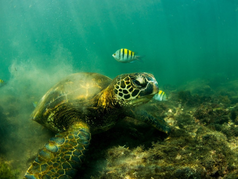 Galapagos Turtle