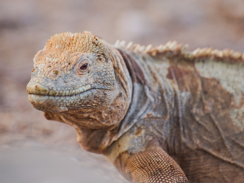 Galapagos Locals