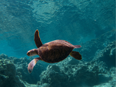 Turtle in coastal shallows