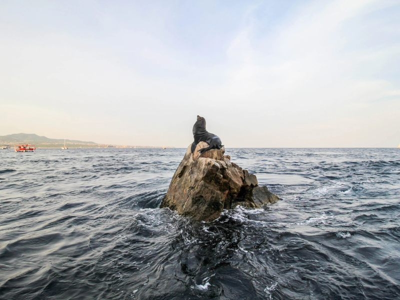 Local sea lion on rock