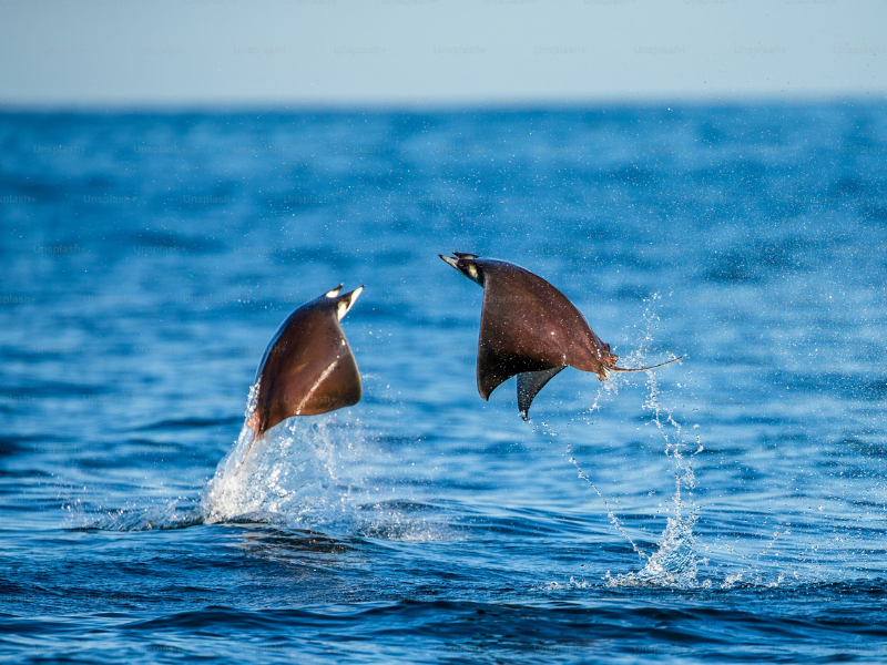 Leaping rays
