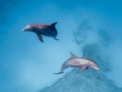Dolphins rise from clear depths