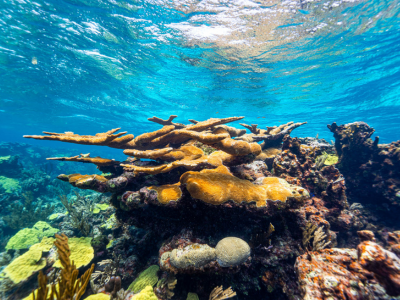 Tropical reefs