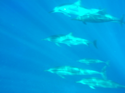 Hawaii dolphins visit