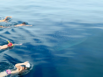 Whale shark surfaces with swimmers