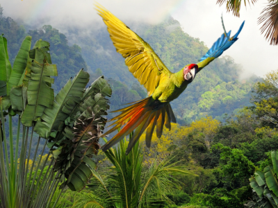 A visitor from the jungle!