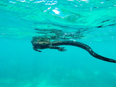 Marine iguana