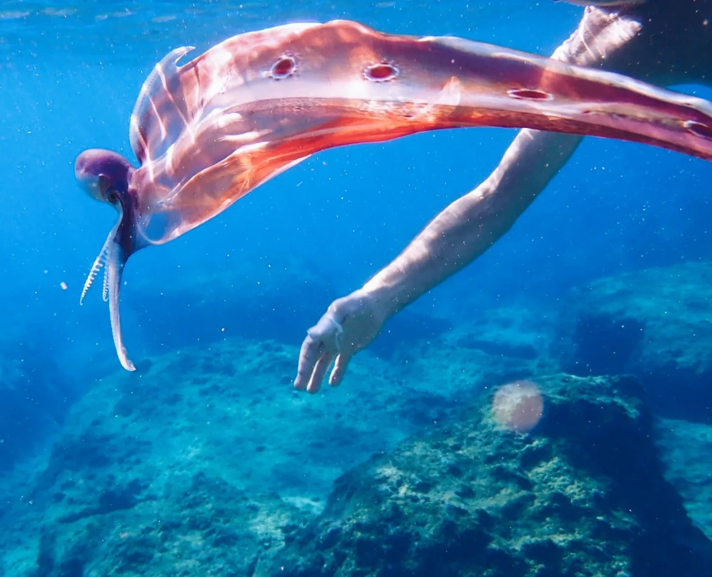 Blanket Octopus