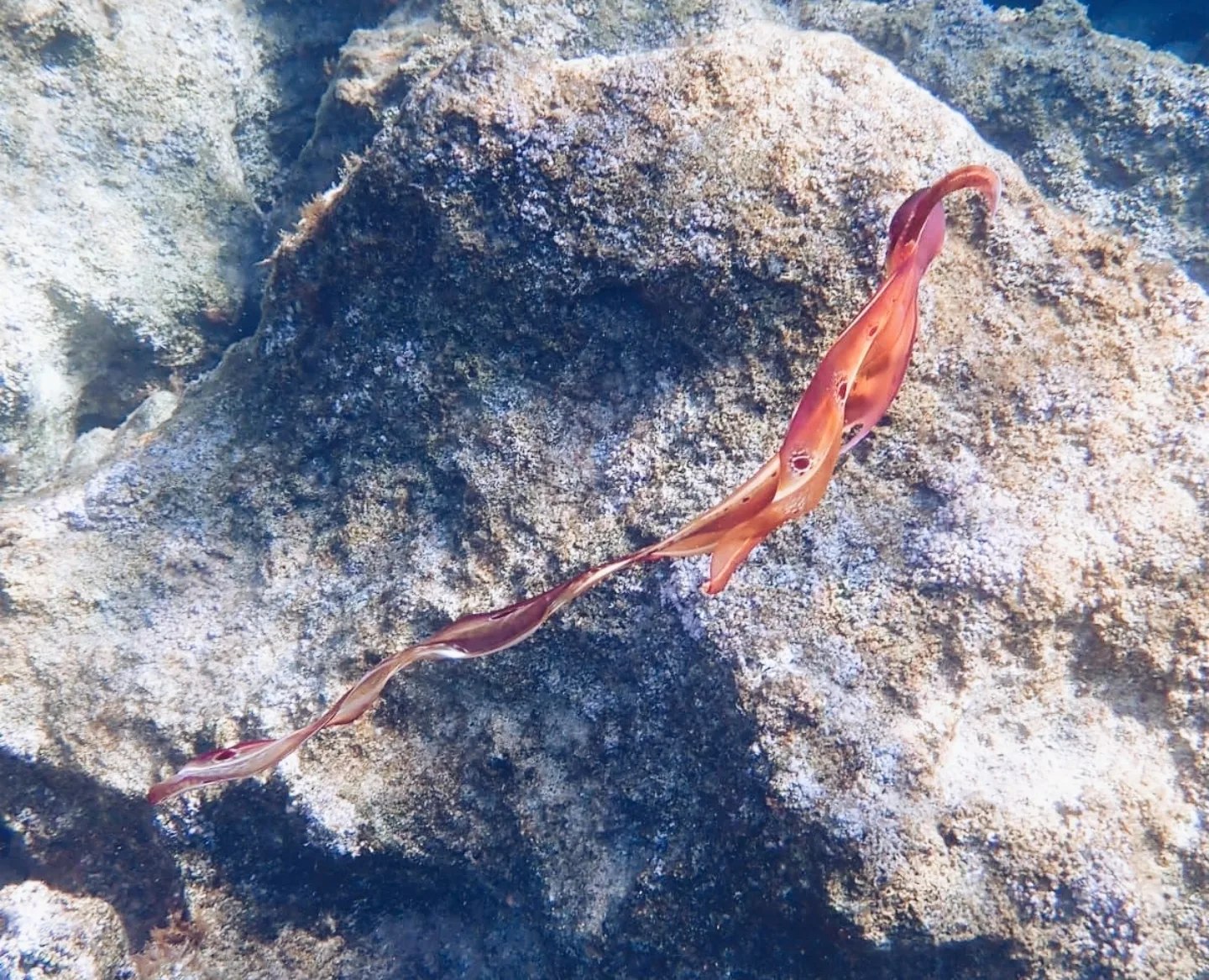 Blanket Octopus
