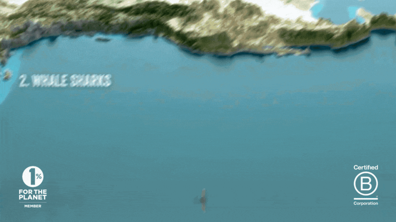 WILDLIFE GIF