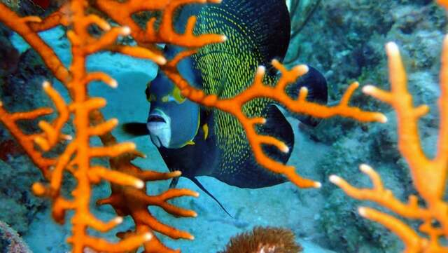 Belize Barrier Reef