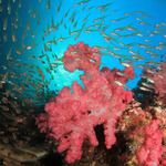 Bangka   reef life 3