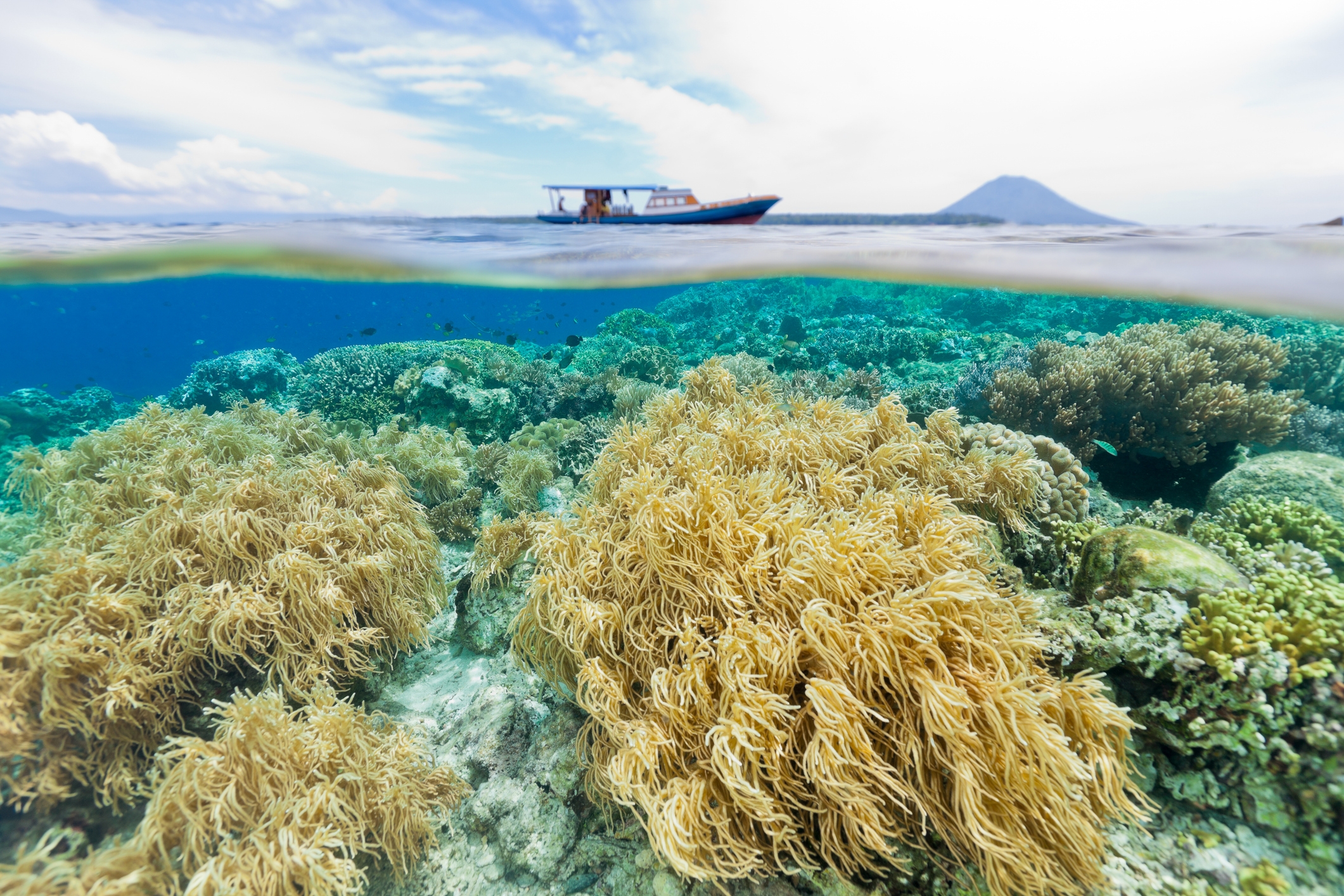 Manado