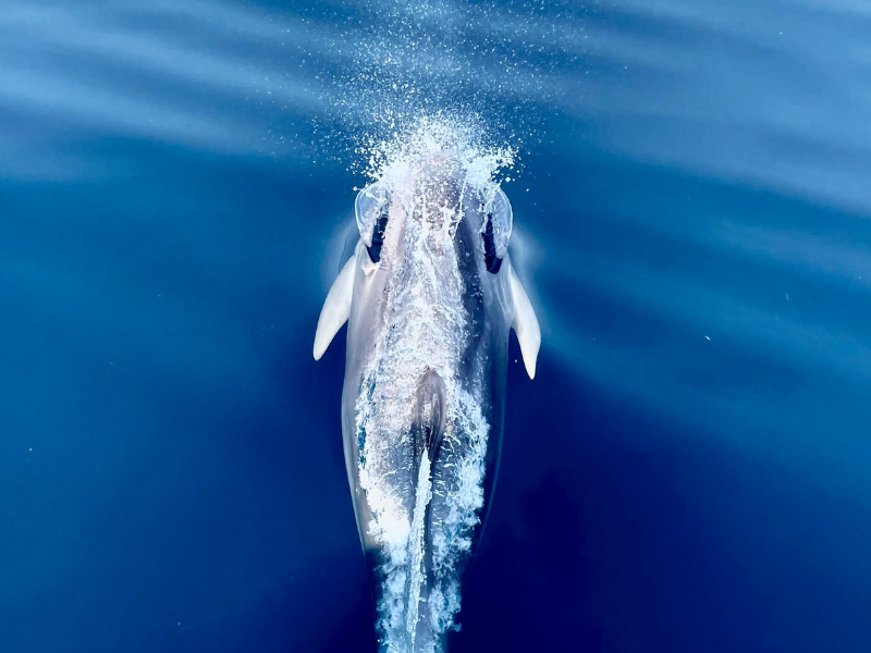adriatic swims