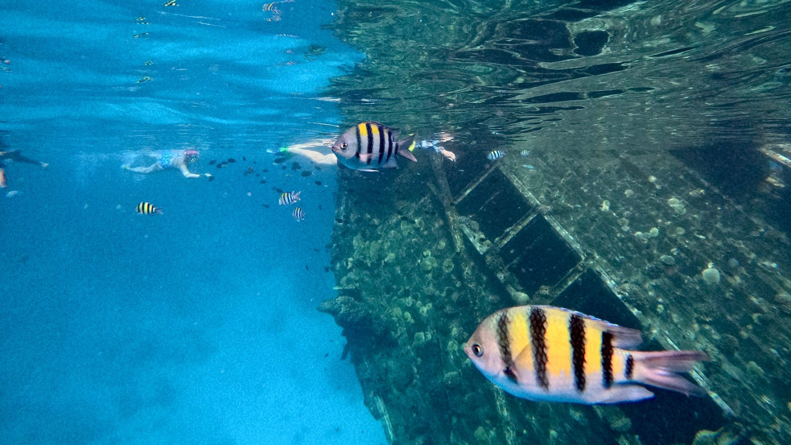 maldives open water swimming