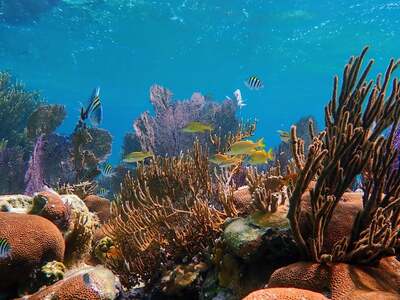 Turneffe flats resort 1