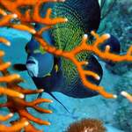 Turneffe flats resort 4