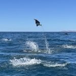 Mary pat brown   poy 2025 sea of cortez 15