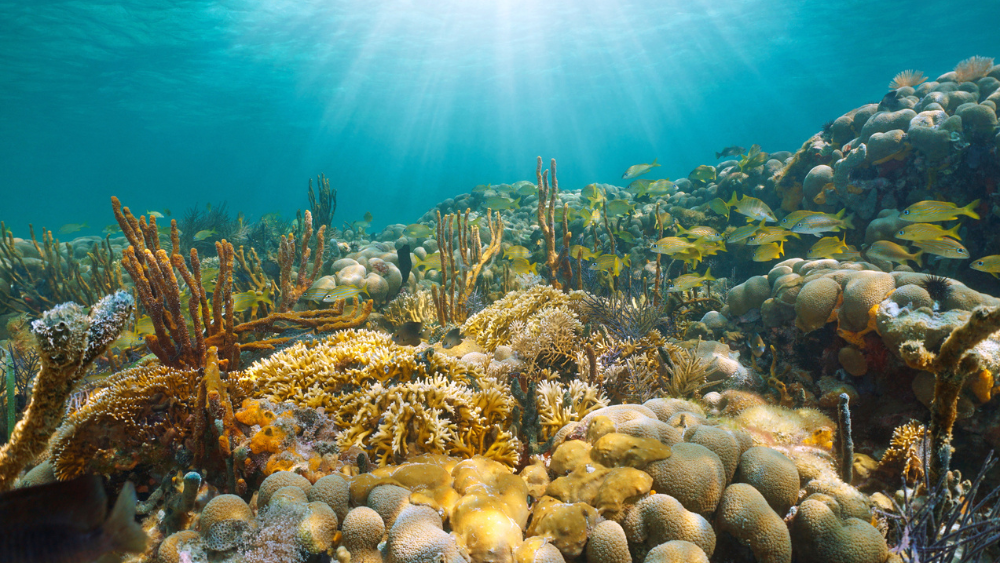 Occidental Cozumel hotel