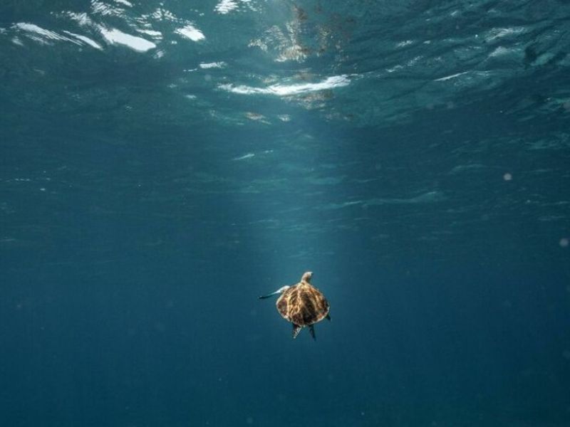 Turtle