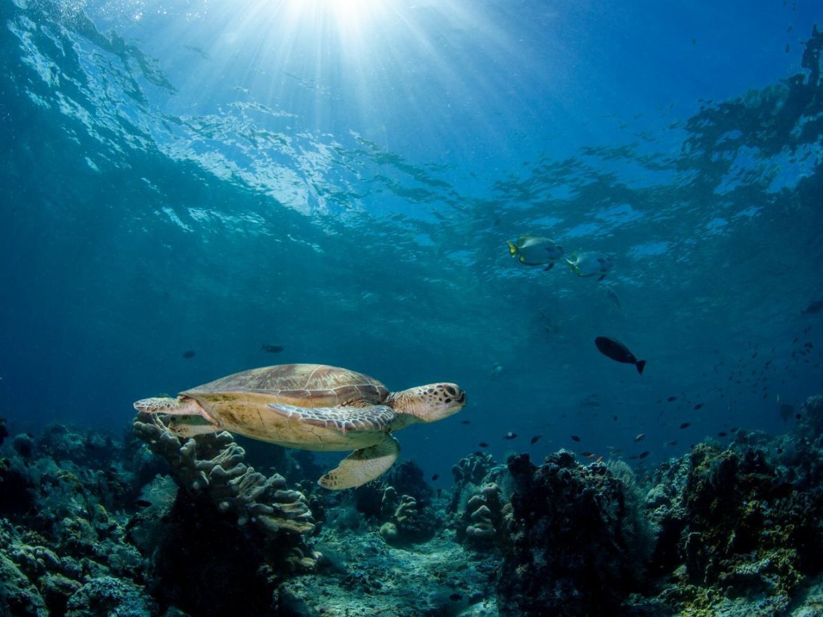 Turtles